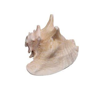 Large Pink Conch Shell Blowing Horn Natural Beach Decor Nautical